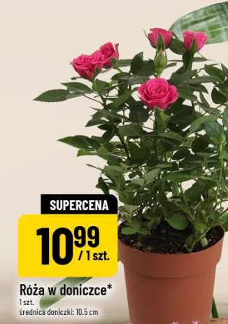róża w doniczce