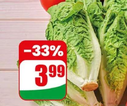 sałata rzymska