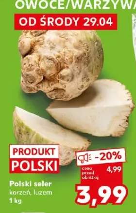 Seler korzeń luzem polski