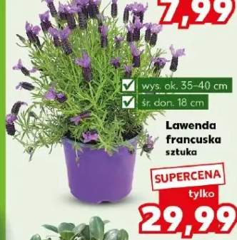 Lawenda francuska