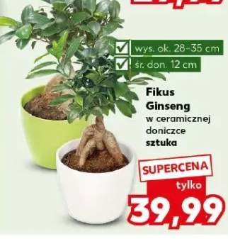 Fikus Ginseng w ceramicznej doniczce