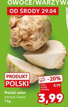 Seler korzeń luzem polski