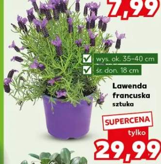 Lawenda francuska