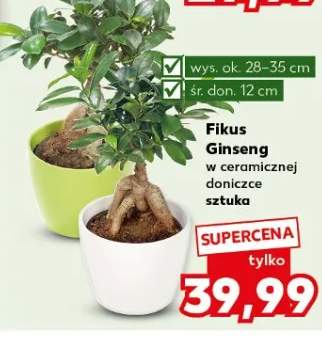 Fikus Ginseng w ceramicznej doniczce