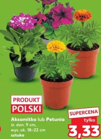 Petunia śr. don. 9cm wys. ok. 18-22cm