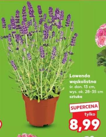 Lawenda wąskolistna śr. don. 13cm wys. ok. 28-35cm