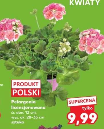 Pelargonia licencjonowana śr. don. 12cm wys. ok. 28-35cm