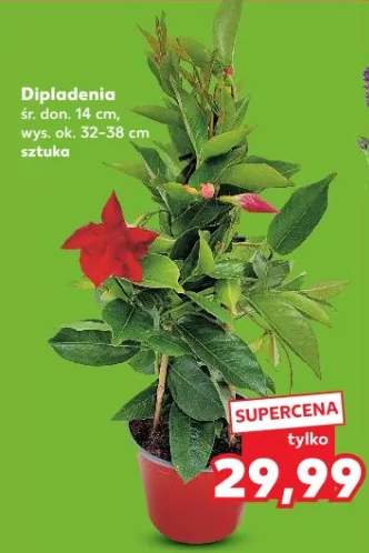 Dipladenia śr. don. 14cm wys. ok. 32-38cm