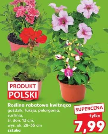 Roślina rabatowa kwitnąca goździk śr. don. 12cm wys. ok. 28-35cm