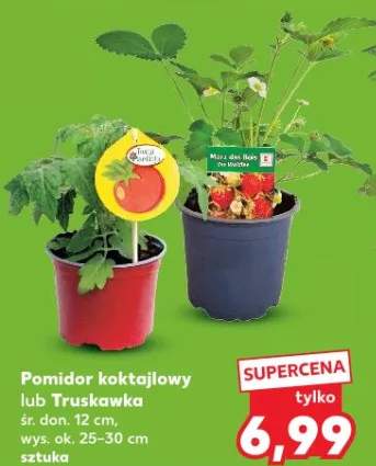 Pomidor koktajlowy śr. don. 12cm wys. ok. 25-30cm