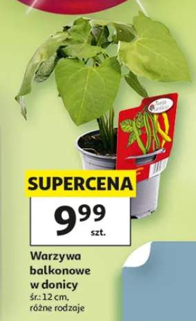 sadzonka warzyw