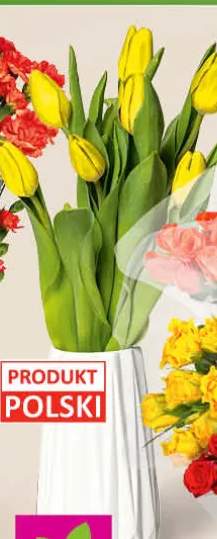 tulipany bukiet