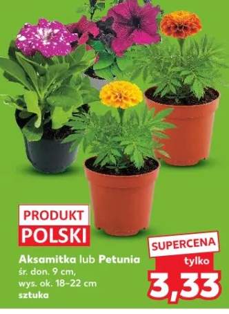 Petunia śr. don. 9cm wys. ok. 18-22cm