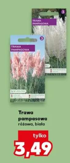 Trawa pampasowa różowa