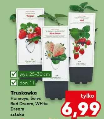 Truskawka White Dream