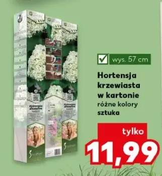 Hortensja krzewiasta w kartonie