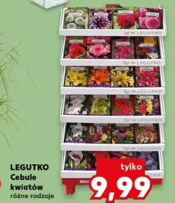Cebule kwiatów Legutko