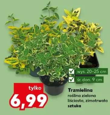 Trzmielina roślina zielona liściasta zimotrwała