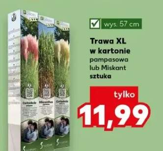 Trawa XL w kartonie Miskant