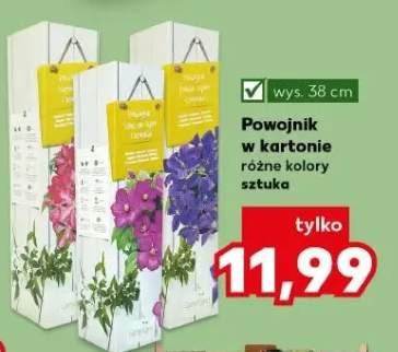 Powojnik w kartonie