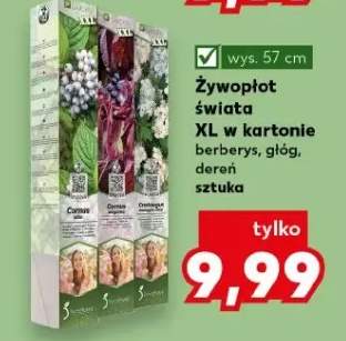 Żywopłot świata XL w kartonie berberys