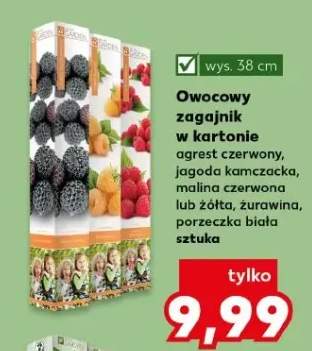 Owocowy zagajnik w kartonie malina żółta