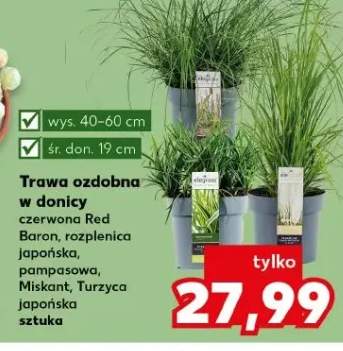 Trawa ozdobna w donicy rozplenica japońska