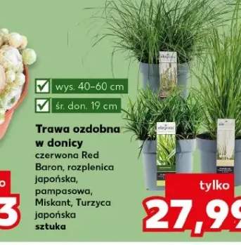 Trawa ozdobna w donicy Turzyca japońska