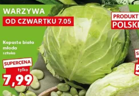 Kapusta biała młoda