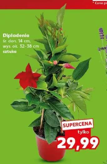 Dipladenia śr. don. 14cm wys. ok. 32-38cm