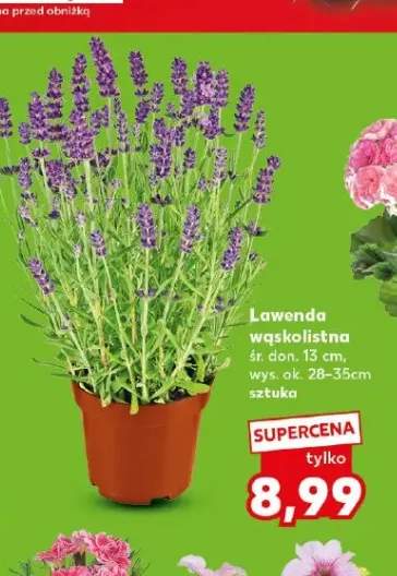 Lawenda wąskolistna śr. don. 13cm wys. ok. 28-35cm