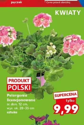 Pelargonia licencjonowana śr. don. 12cm wys. ok. 28-35cm