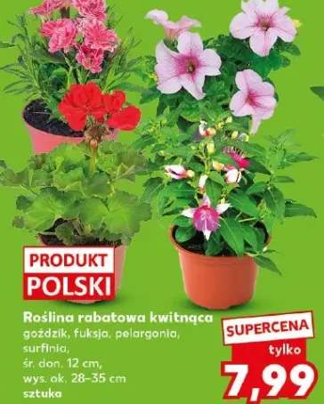 Roślina rabatowa kwitnąca surfinia śr. don. 12cm wys. ok. 28-35cm