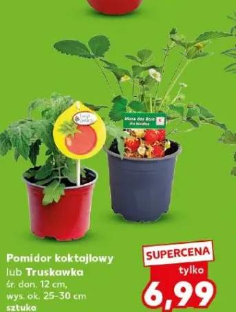 Pomidor koktajlowy lub Truskawka