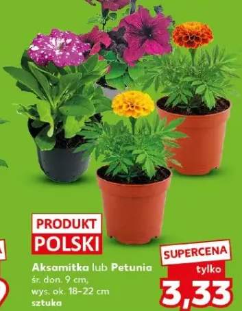 Aksamitka lub Petunia