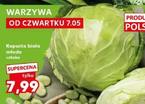 Kapusta biała młoda