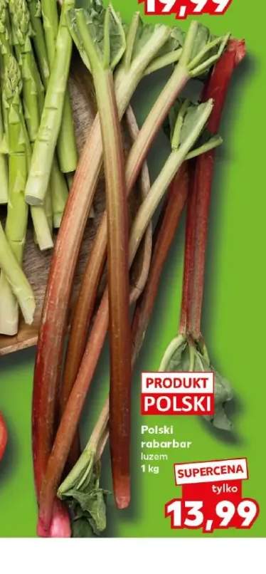 Rabarbar polski