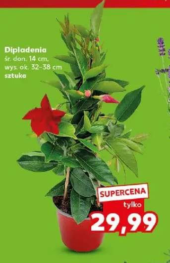 Dipladenia śr. don. 14cm wys. ok. 32-38cm