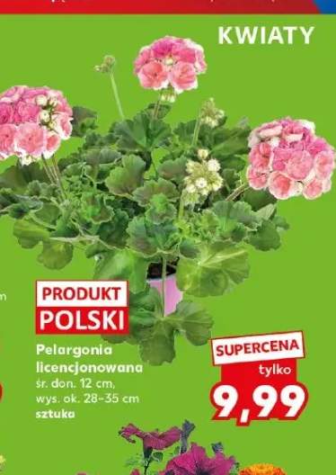 Pelargonia licencjonowana śr. don. 12cm wys. ok. 28-35cm