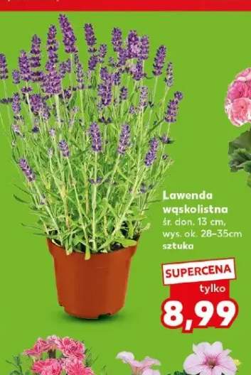 Lawenda wąskolistna śr. don. 13cm wys. ok. 28-35cm