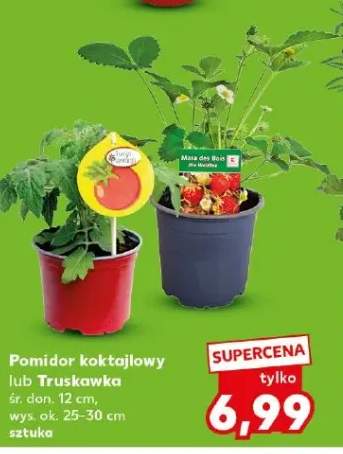 Truskawka śr. don. 12cm wys. ok. 25-30cm