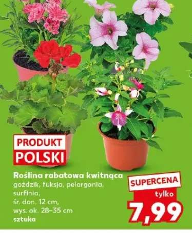Roślina rabatowa kwitnąca goździk śr. don. 12cm wys. ok. 28-35cm