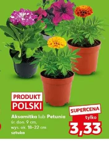 Petunia śr. don. 9cm wys. ok. 18-22cm