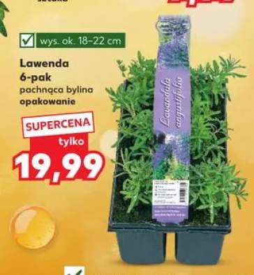 Lawenda pachnąca bylina 6-pak wys. ok. 18-22cm