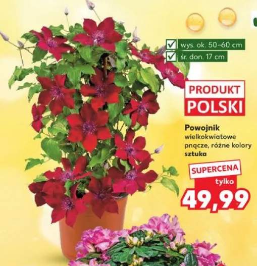 Powojnik wielkokwiatowe pnącze wys. ok. 50-60cm śr. don. 17cm