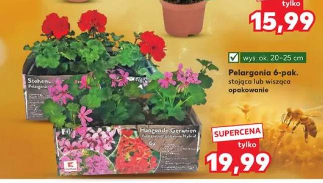 Pelargonia
