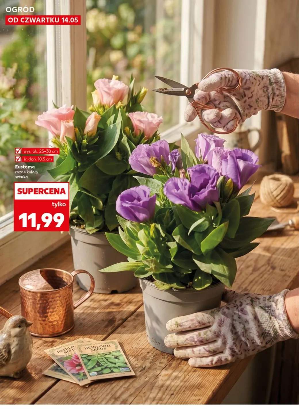 Eustoma wys. ok. 25-30cm śr. don. 10,5cm