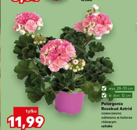 Pelargonia Rosebud Astrid nowoczesna odmiana w kolorze różowym wys. 28-35cm śr. don. 12cm