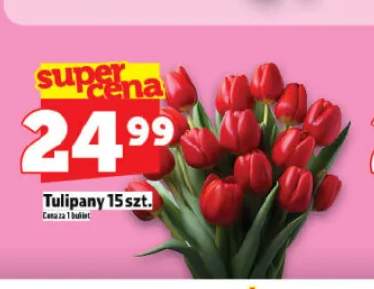 tulipany