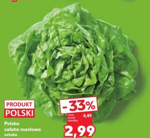 Polska sałata masłowa polska